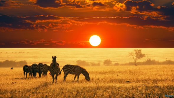 african wildlife african wildlife