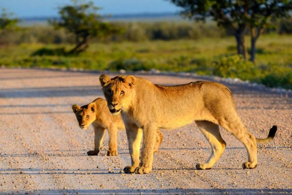 kenia eine locc88win und ihr junges ucc88berqueren eine strasse im amboseli nationalpark in kenia karel gallas shutterstock 1200×800 1 kenia eine locc88win und ihr junges ucc88berqueren eine strasse im amboseli nationalpark in kenia karel gallas shutterstock 1200x800 1