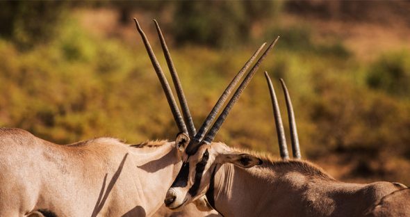 why lake nakuru the birdwatchers paradise should be on your bucket list why lake nakuru the birdwatchers paradise should be on your bucket list