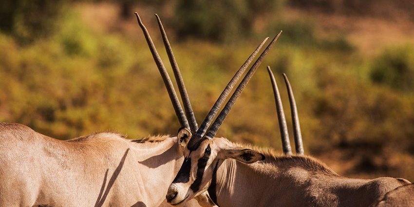Why Lake Nakuru; The Birdwatchers Paradise Should Be On Your Bucket List - Kevic Tours & Travel Ltd Why Lake Nakuru; The Birdwatchers Paradise Should Be On Your Bucket List - Kevic Tours & Travel Ltd