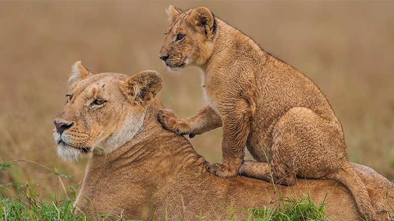 2 days 1 night masai mara safari package 1