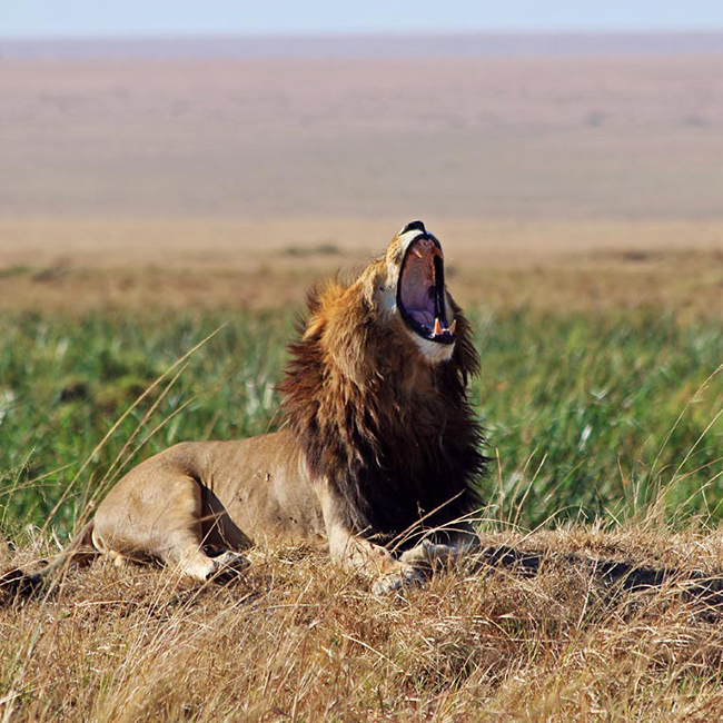 2-days-1-night-masai-mara-safari-package