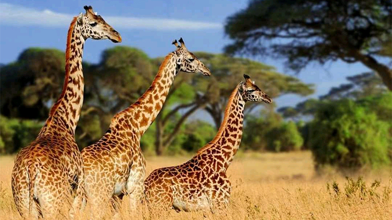 3 days 2 nights amboseli safari package 1