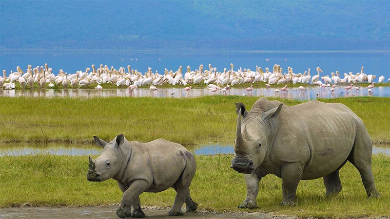 3 days 2 nights lake nakuru safari package 1