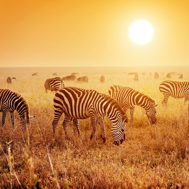 3-days-2-nights-serengeti-national-park-safari-package