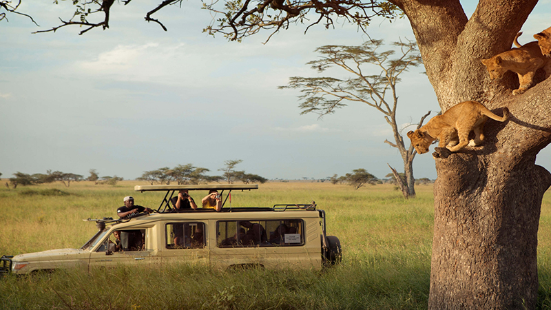 3 days 2 nights serengeti national park safari package 3