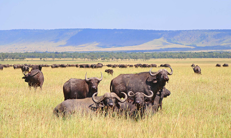 4 days 3 nights ngorongoro crater serengeti safari package 2