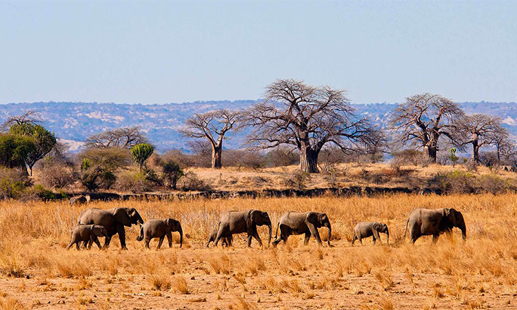 4 days 3 nights tarangire ngorongoro lake manyara safari package 1