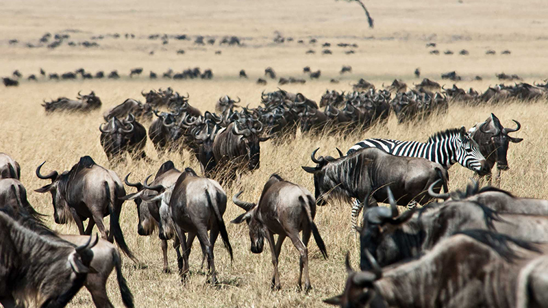 4 days great masai mara luxury migration safari 2