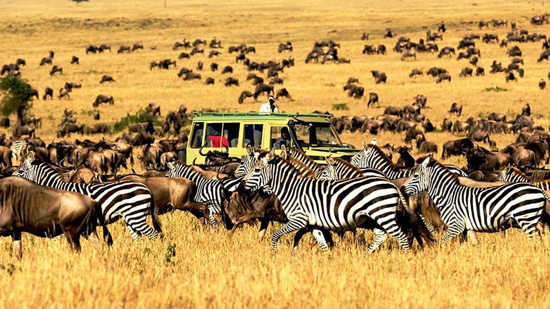 5 days 4 nights lake manyara ngorongoro crater tarangire safari pacakage 1