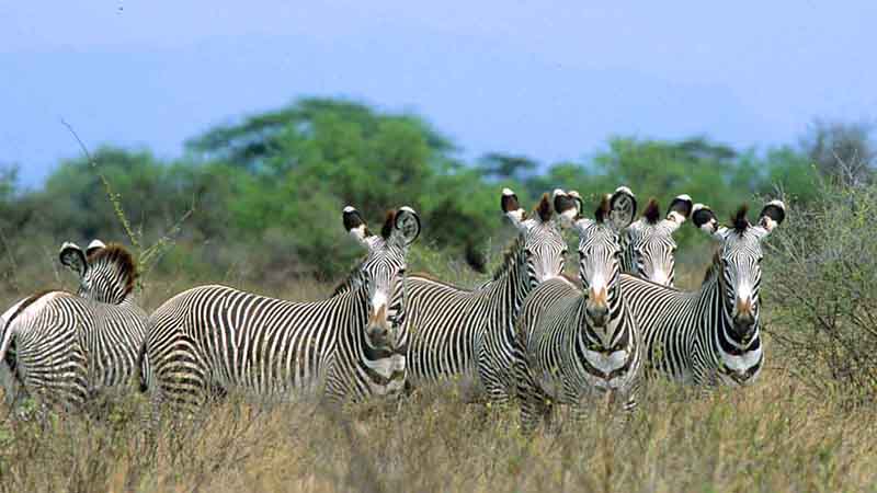 6 days 5 nights amboseli aberdares lake nakuru masai mara safari package 1