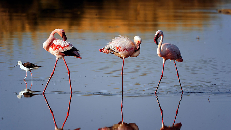 6 days 5 nights lake manyara ngorongoro crater serengeti safari package 2