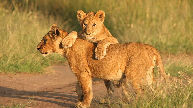 6 days 5 nights lake manyara ngorongoro crater serengeti tarangire safari package 1