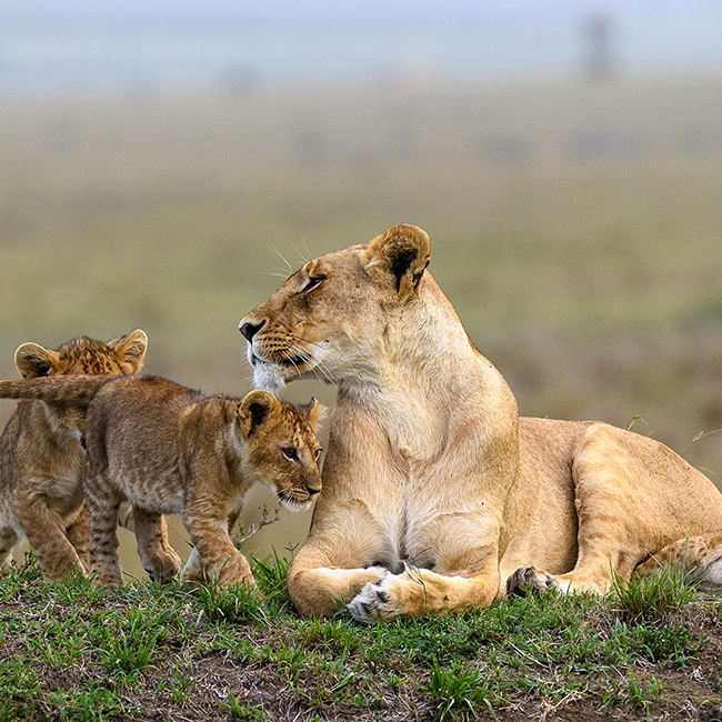 6-days-amboseli-lake-naivasha-masai-mara-luxury-safari