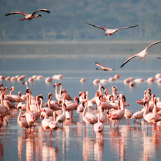 6-days-masai-mara-lake-nakuru-amboseli-luxury-camping-safari