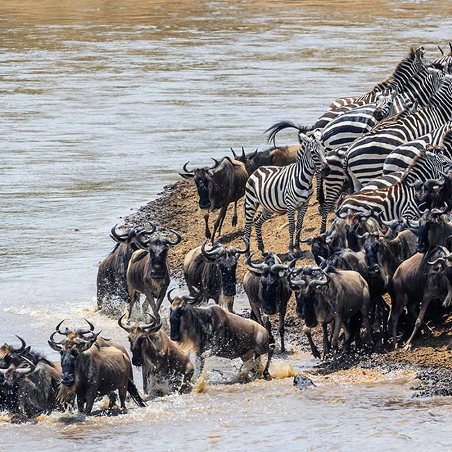 6-days-migration-kenya-tanzania-safari
