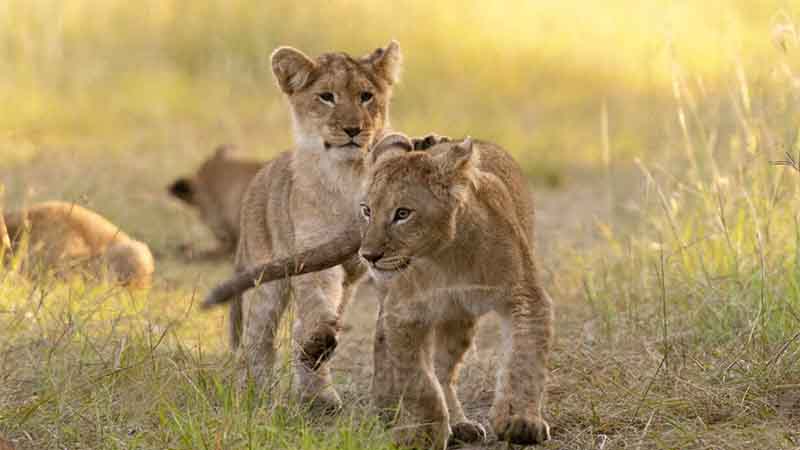 7 days 6 nights aberdares lake nakuru masai mara lake naivasha amboseli nairobi safari package 1