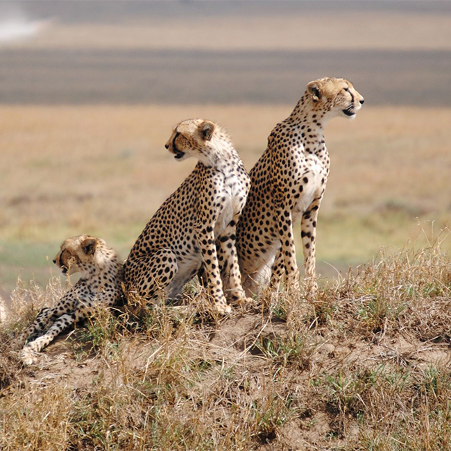 7-days-6-nights-lake-manyara-serengeti-ngorongoro-crater-tarangire-safari-package