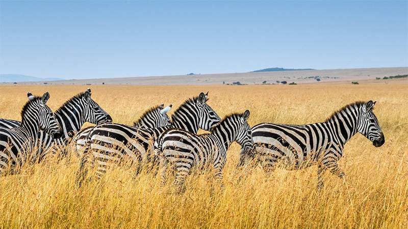 7 days 6 nights lake manyara serengeti ngorongoro crater tarangire safari package 3