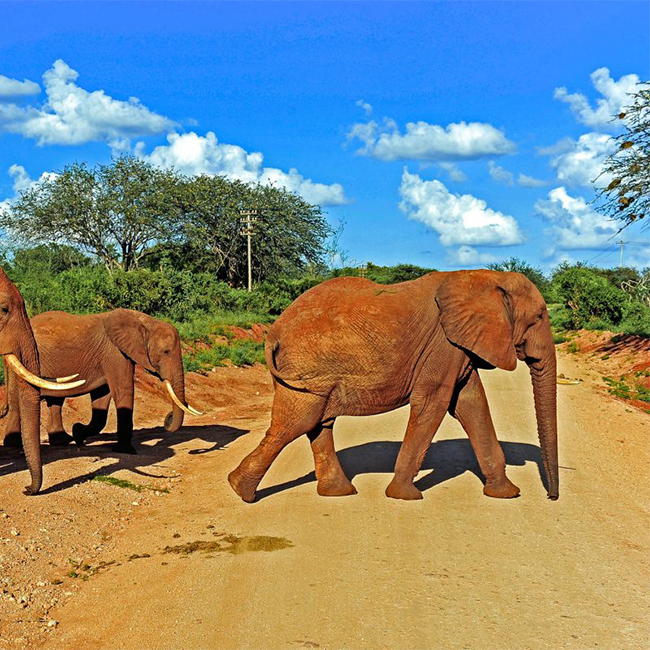 7-days-6-nights-tsavo-west-tsavo-east-amboseli-lake-naivasha-masai-mara-safari-package