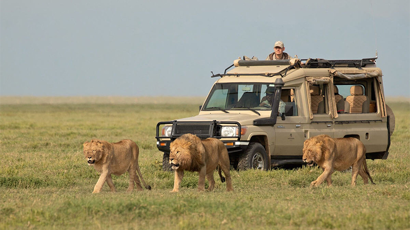 7 days combined kenya tanzania camping safari 1