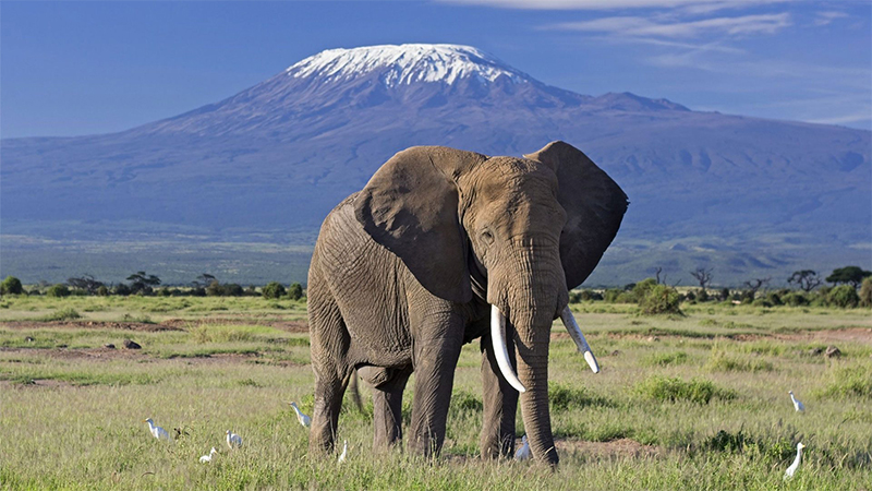 7 days wildlife kenya tanzania combined budget safari 1