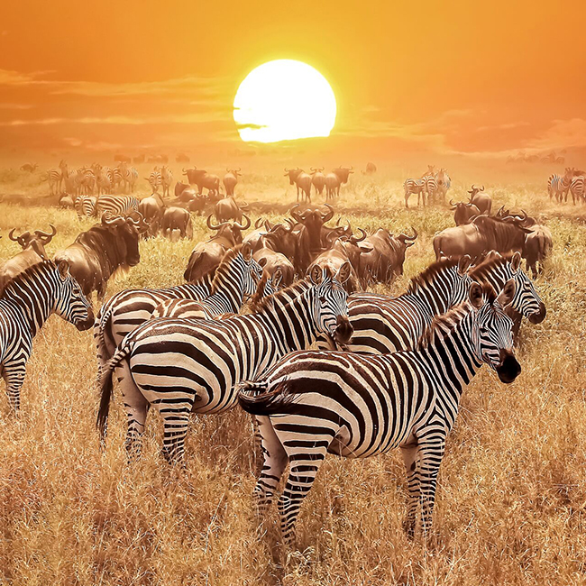 7-days-wildlife-kenya-tanzania-combined-budget-safari/