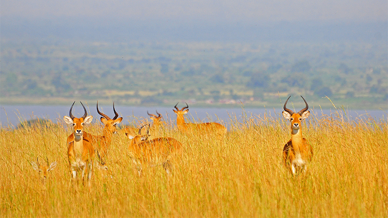 8 days 7 nights lake manyara serengeti ngorongoro crater safari package 1