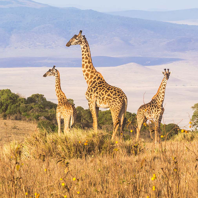 8-days-classic-kenya-tanzania-safari
