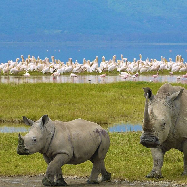 8-days-lake-nakuru-amboseli-lake-manayara-serengeti-ngorongoro-crater-safari