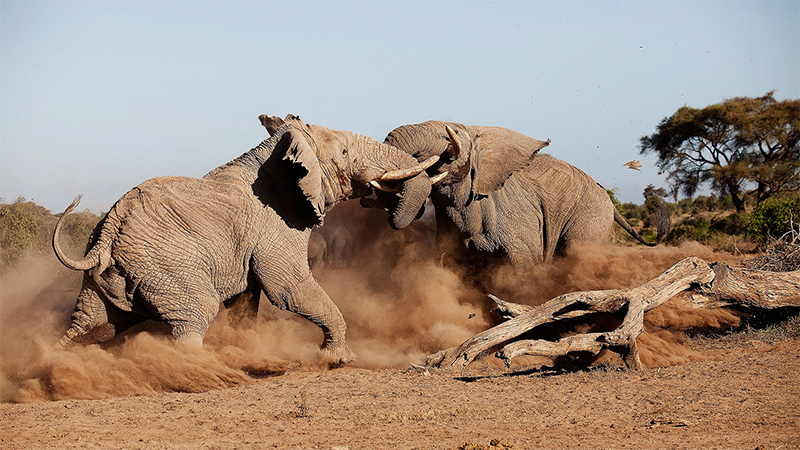 9 days amboseli serengeti lake manyara ngorongoro crater safari 1