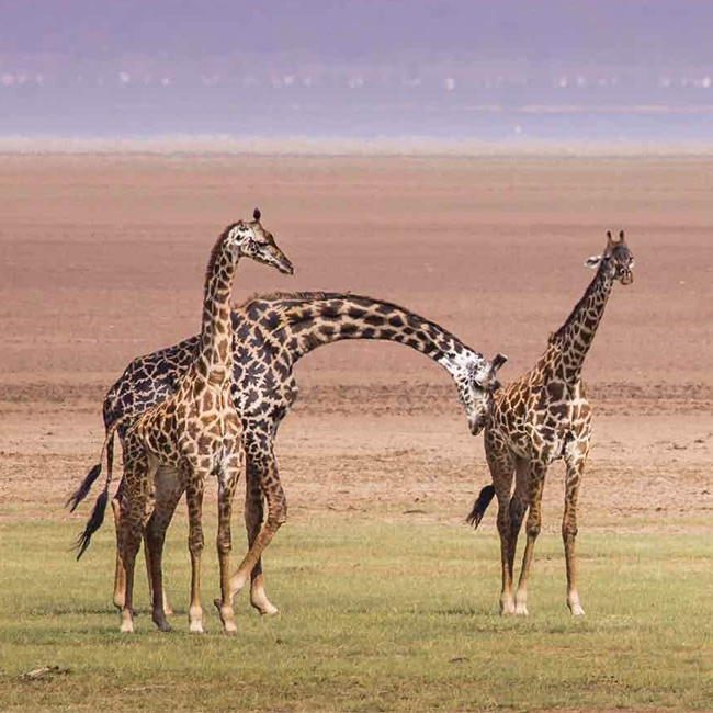 9-days-amboseli-serengeti-lake-manyara-ngorongoro-crater-safari