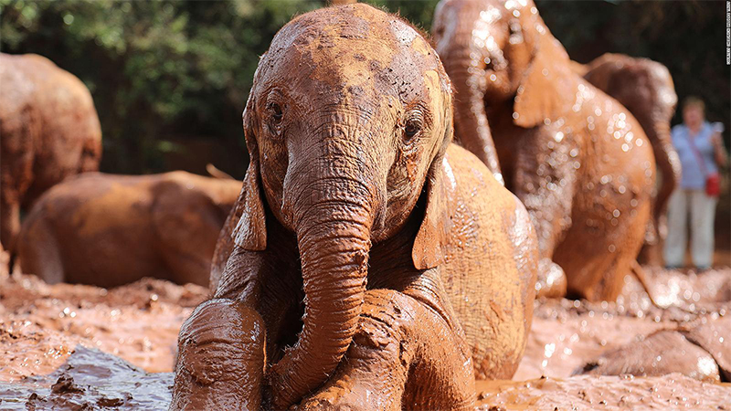 daphne sheldrick elephant orphanage day trip 1
