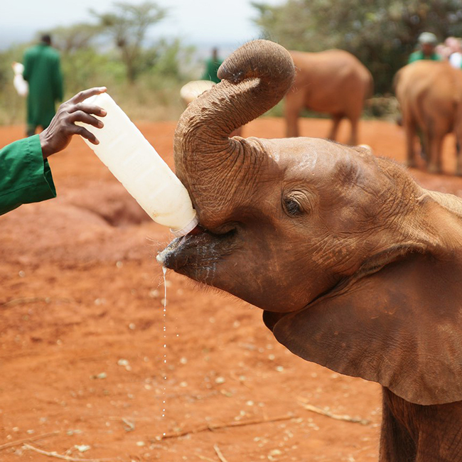 daphne-sheldrick-elephant-orphanage-day-trip