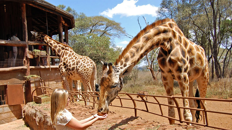 giraffe center day tour 1