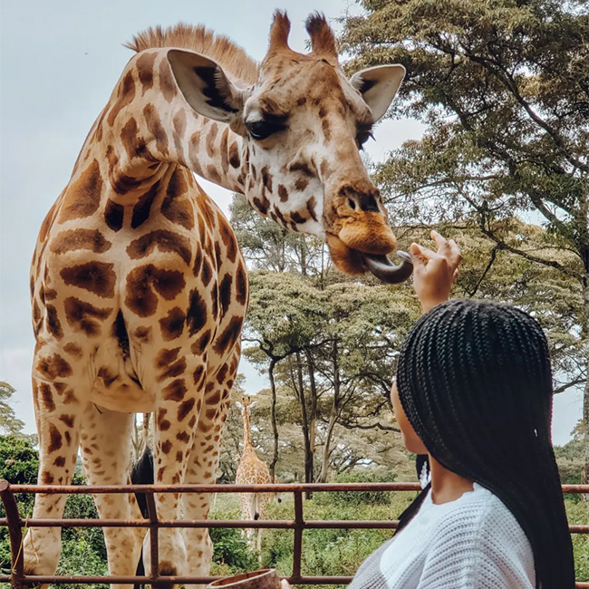 giraffe-center-day-tour