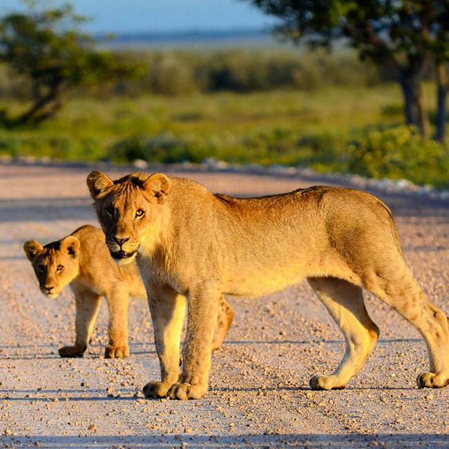 kenya-safaris