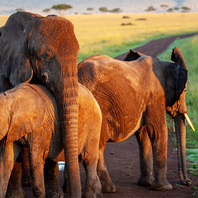 kenya-tanzania-safaris