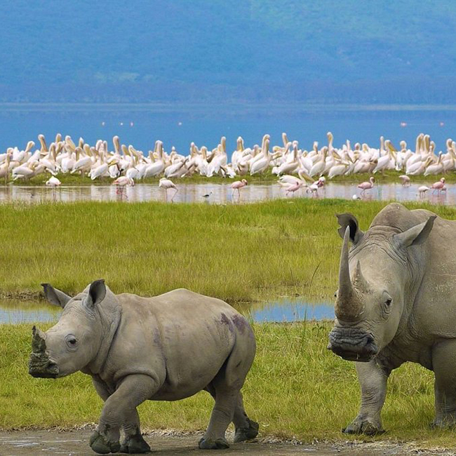 lake-nakuru-national-park-day-trip