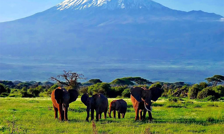 masai mara nakuru amboseli