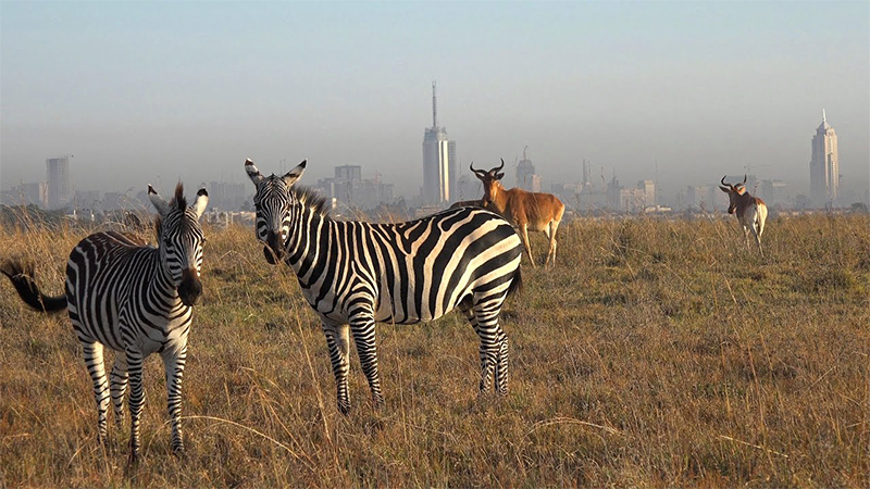 nairobi national park day tour 1