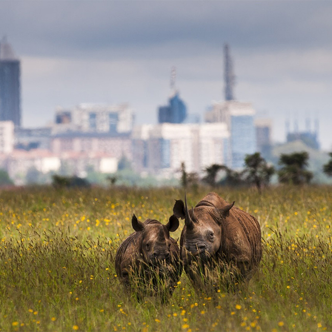 nairobi-national-park-day-tour