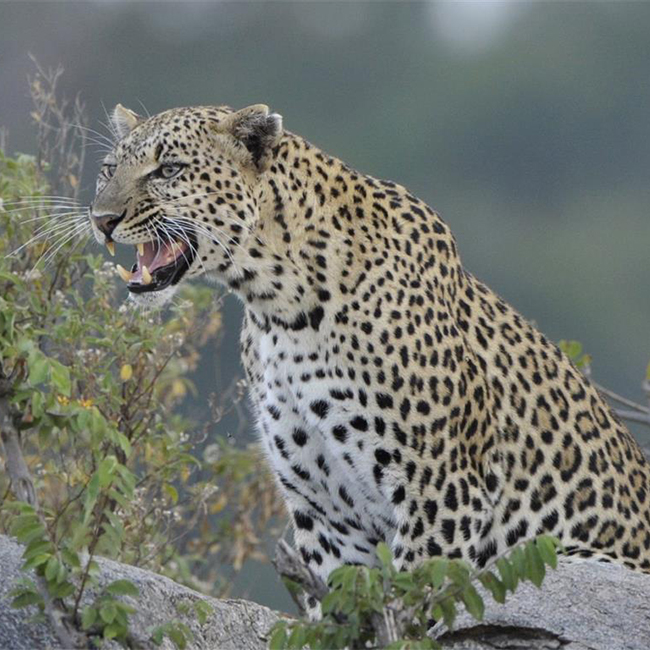 tanzania-safaris