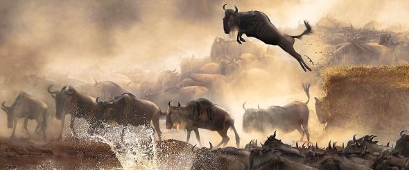 2 Day Best Budget Safari to Masai Mara National Reserve 1 2 Day Best Budget Safari to Masai Mara National Reserve 1