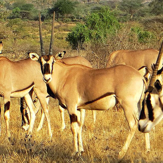 3 days samburu national reserve safari 1 1