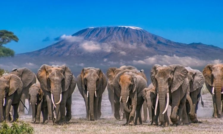 4 Day Romantic Fly in Safari to Elerai Camp, Amboseli