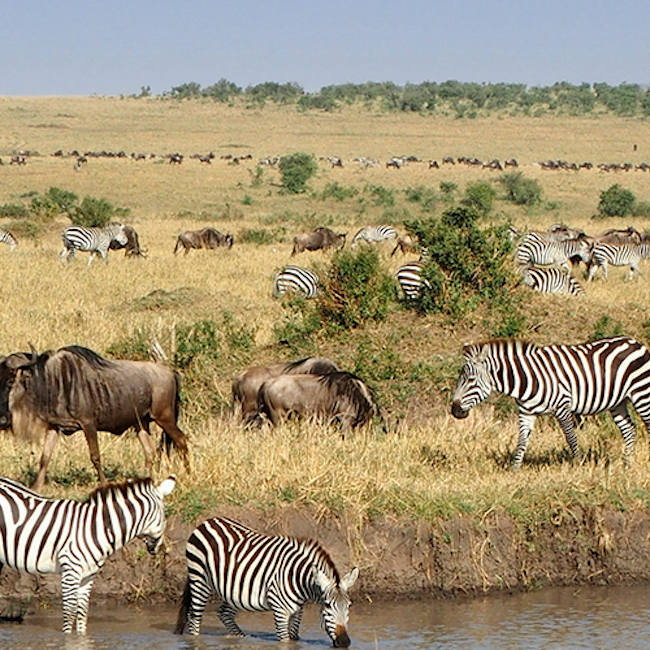 4 Day Tsavo East & Amboseli Game Safari 1