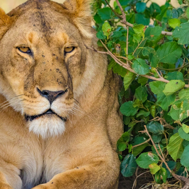 5 Day Amboseli, Lake Nakuru & Masai Mara Mid Range Safari Tour 1