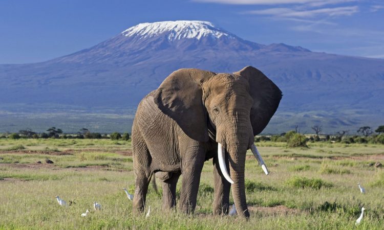 5 Day Amboseli, Lake Nakuru & Masai Mara Mid Range Safari Tour