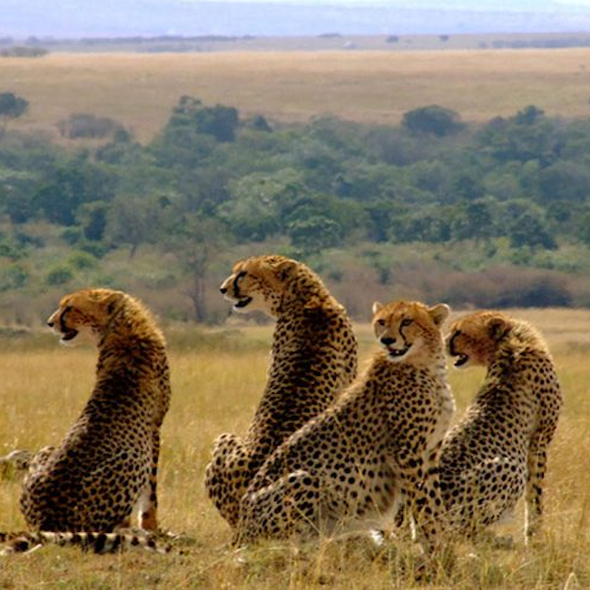5 Day Lake Nakuru & Masai Mara Romantic Safari 1